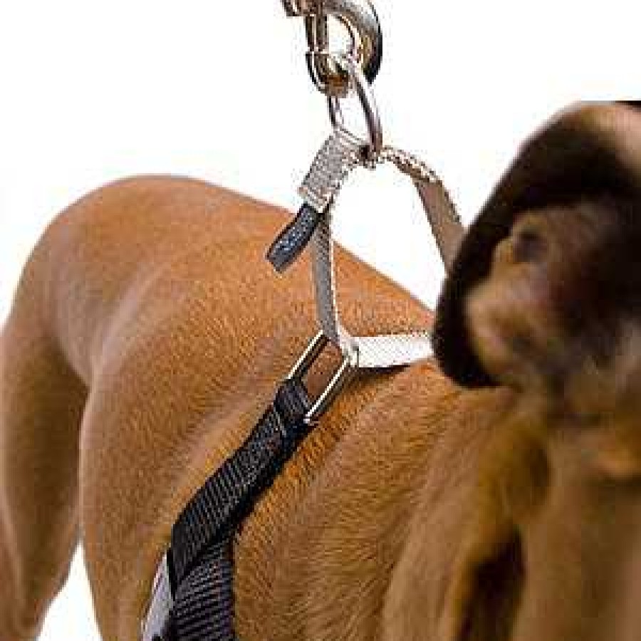 Wear 2 Hounds Harnesses | Turquoise Freedom No-Pull Harness